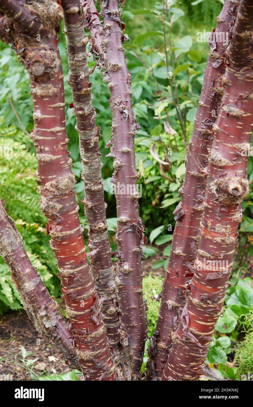 Gros plan sur l'écorce colorée en acajou de Prunus serrula Banque D'Images