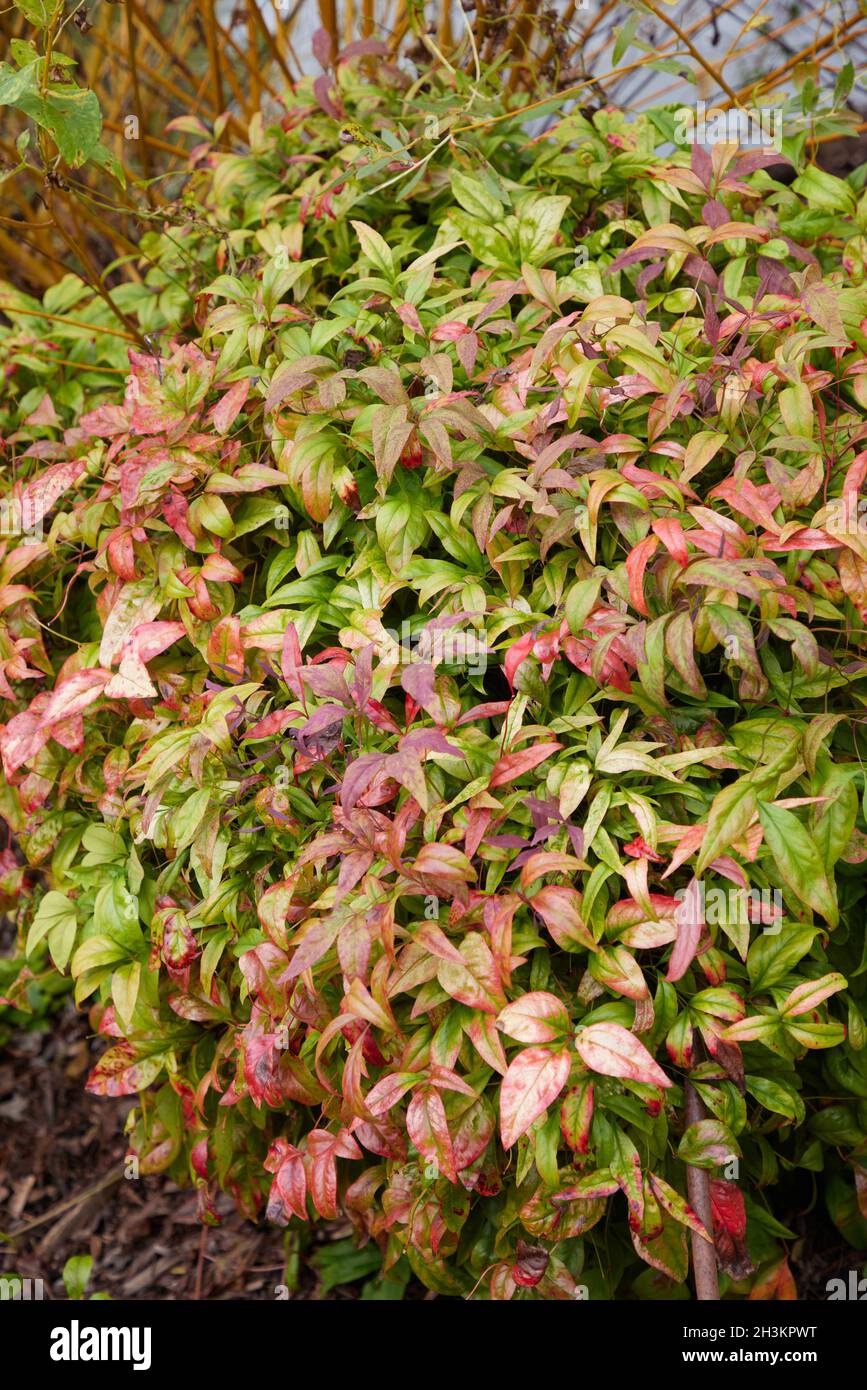 Gros plan de Nandina domestica Fire Power vu en octobre. Banque D'Images