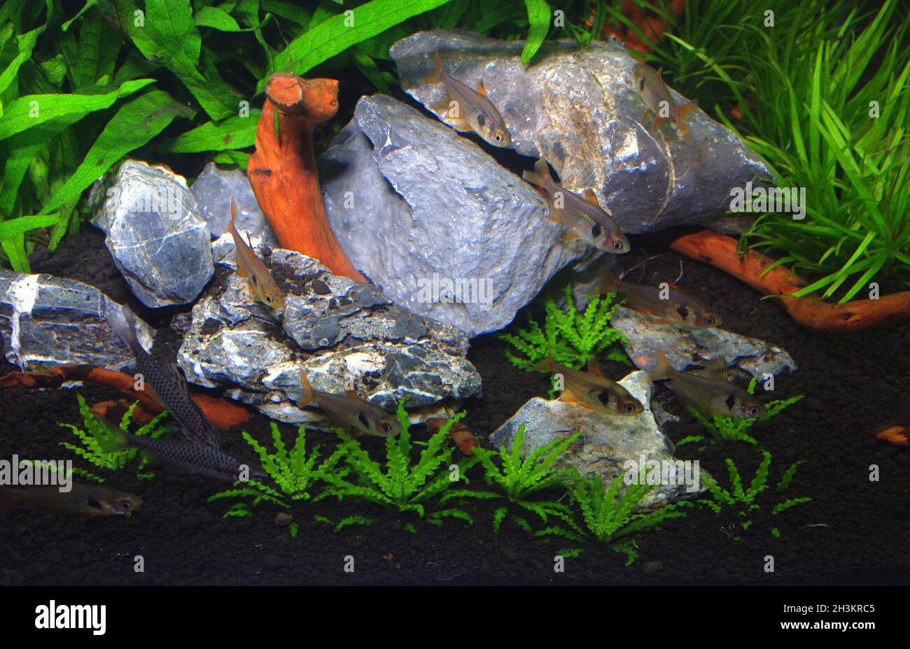 Aquarium avec tête de tête tachetée (Chilodus punctatus) et tétra fantôme rouge (Hyphessobrycon sweglesi), planté avec la plante downoi (Pogostemon helferi) Banque D'Images