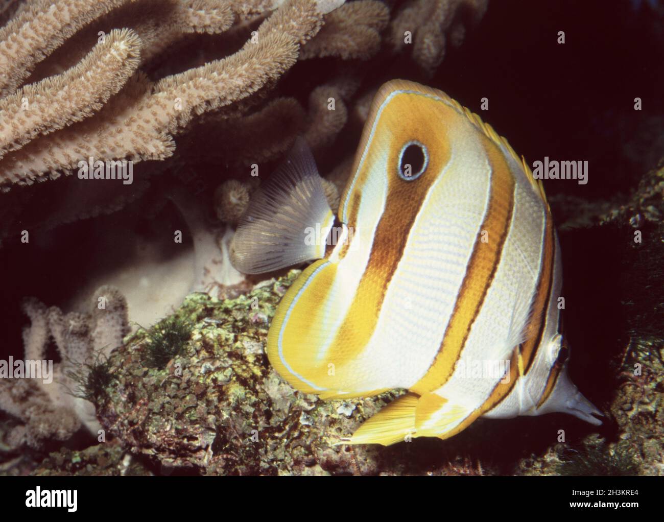 Becquée ou cuivre-banded médiocre (Chelmon Rostratus), Banque D'Images