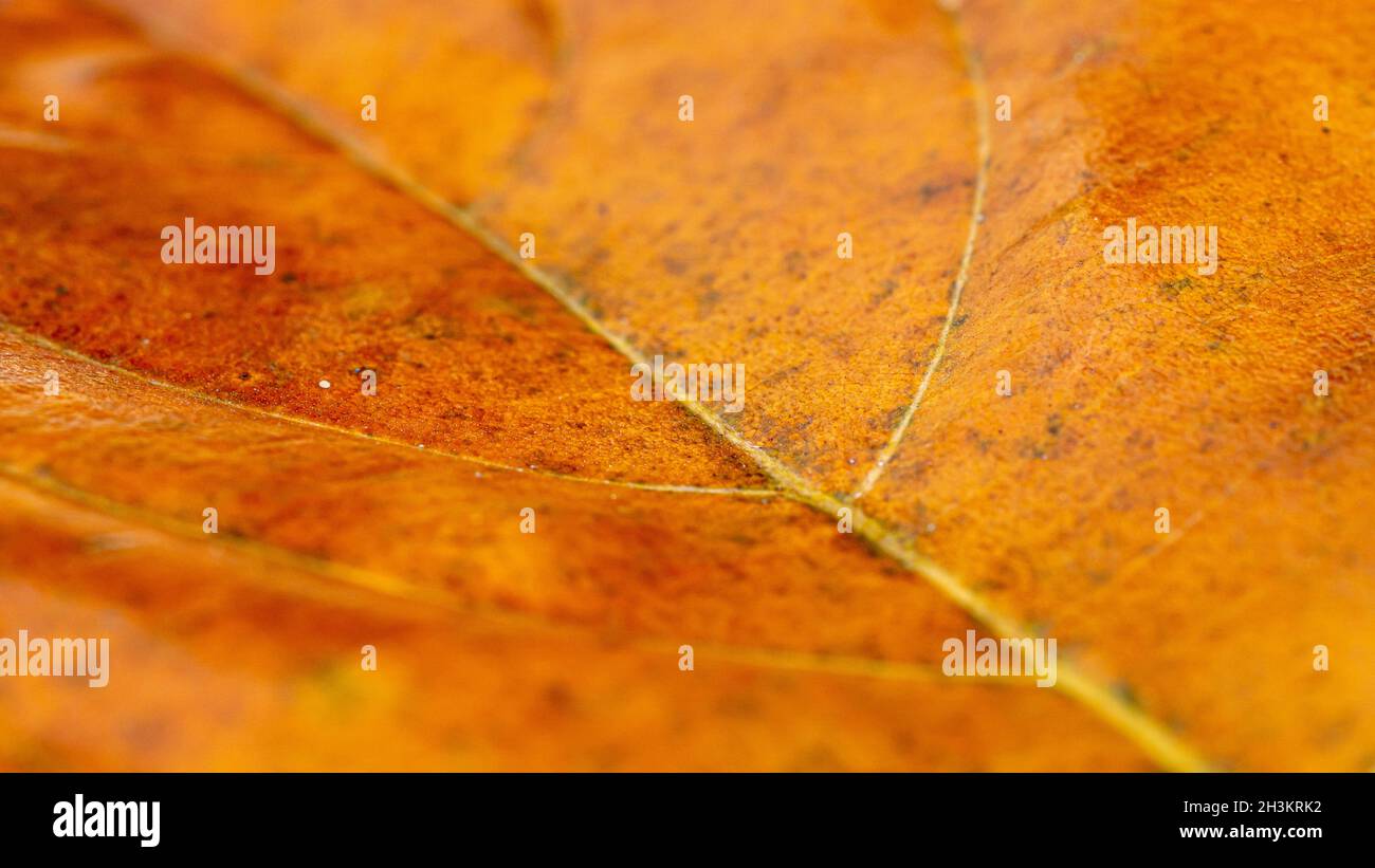 texture de la veine rapprochée des feuilles de jackfruit.Belles vieilles feuilles sèches.Couleur jaune du congé de jackfruit. Banque D'Images