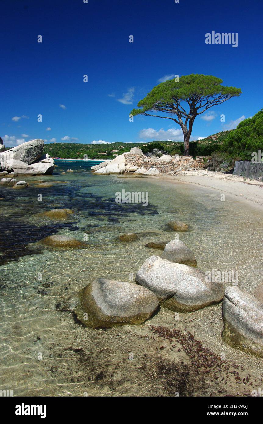 FRANCE.CORSE DU SUD (2A) PLAGE DE PALOMBAGGIA, FOLACA Banque D'Images
