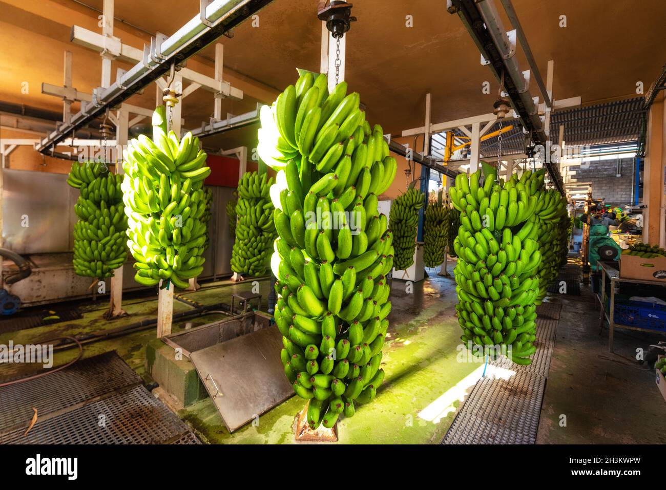 Des petits pains de bananes pendent dans l'usine d'emballage de Banana. Industrie alimentaire. Banque D'Images