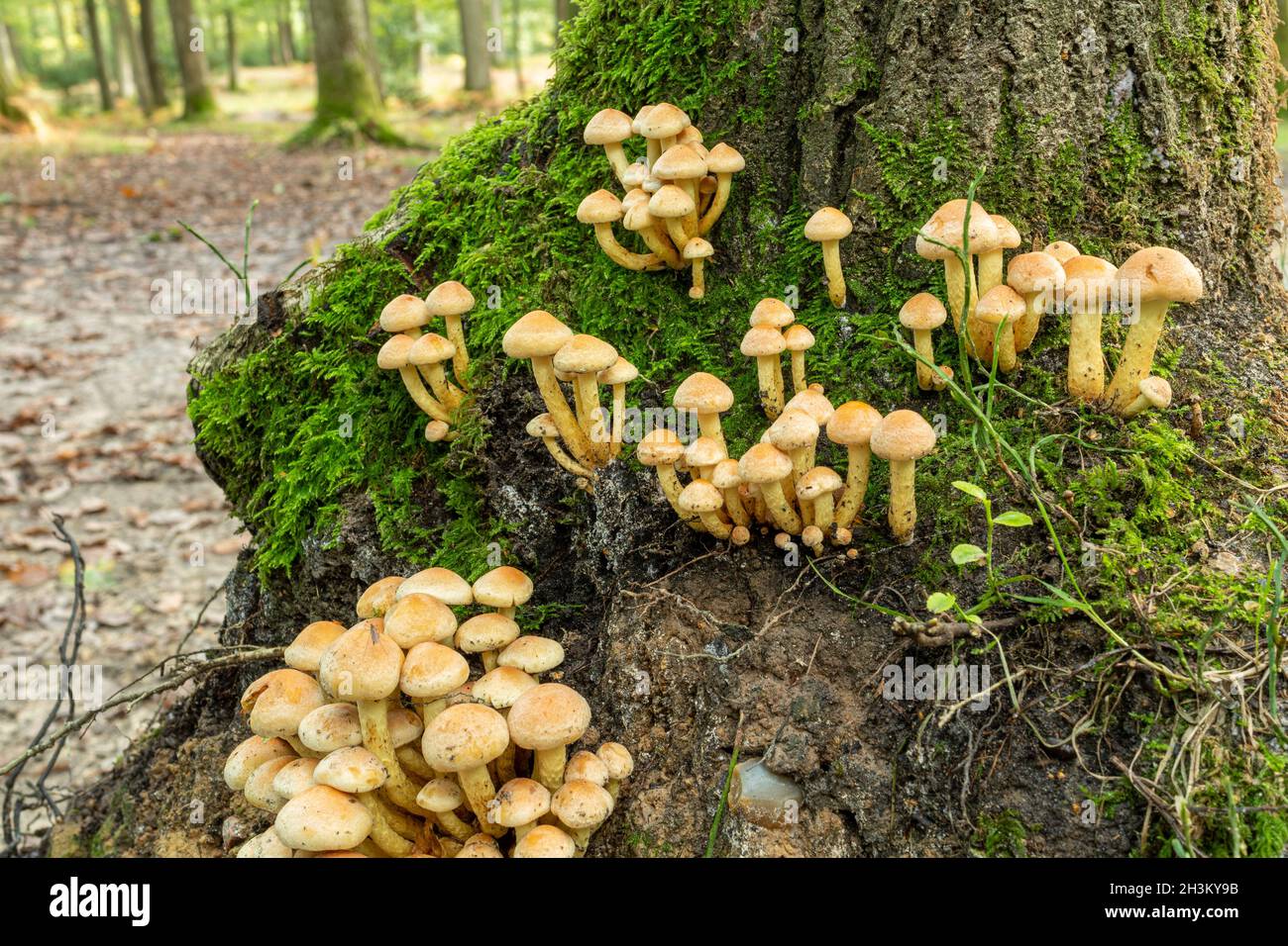 Champignons tufaires de soufre (Hypholoma fasciculare) ou tabourets de crapaud poussant au fond d'un tronc d'arbre mature dans les forêts à feuilles larges pendant l'automne, Angleterre, Royaume-Uni Banque D'Images