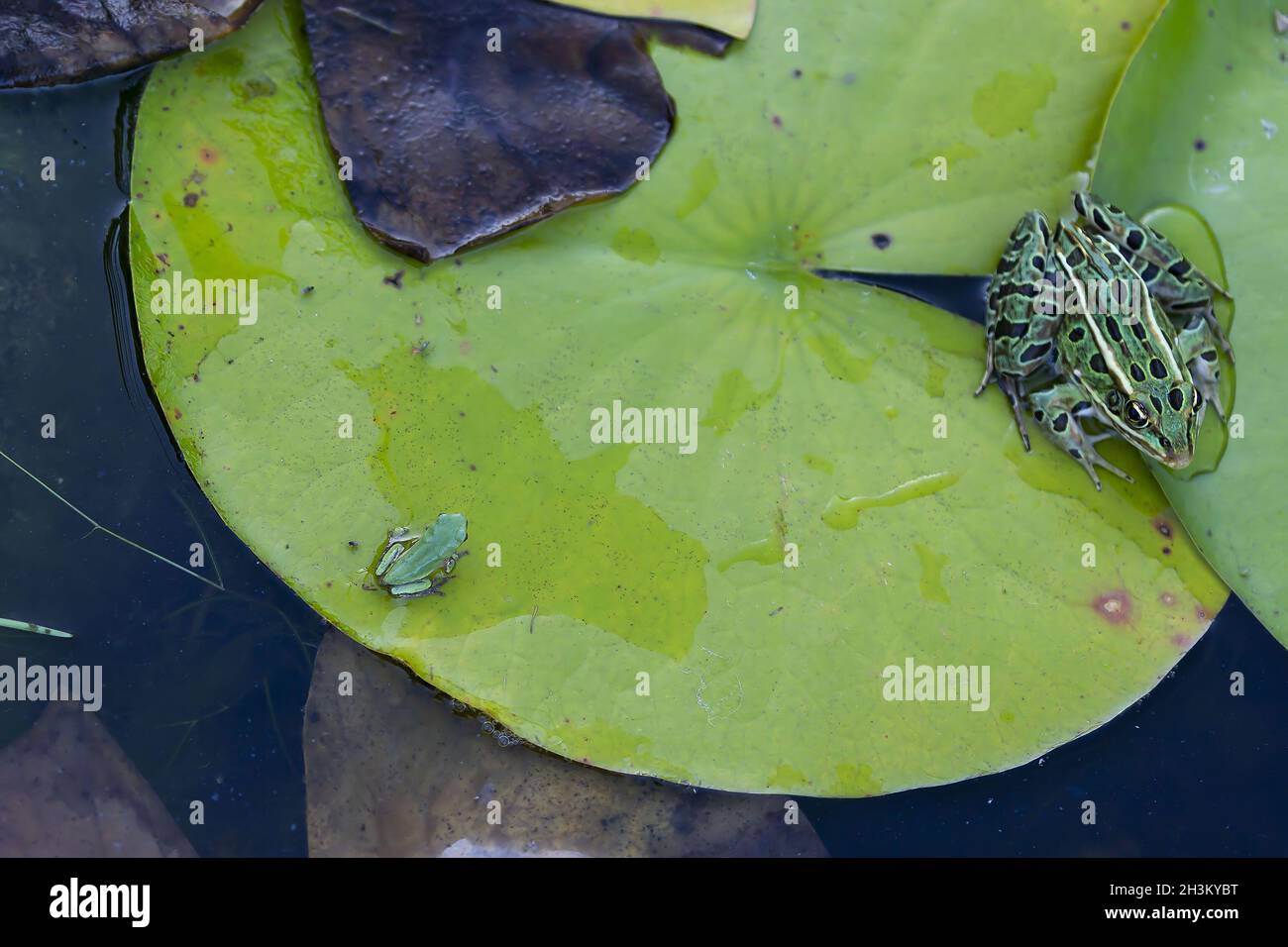Deux types différents de grenouilles sur un étang Banque D'Images