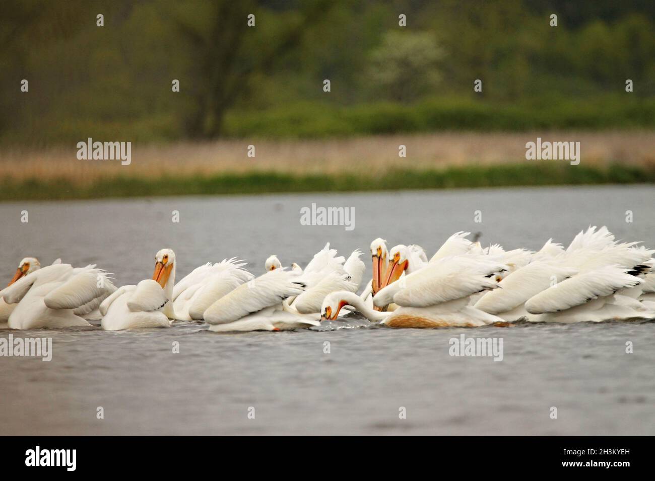 Pélican blanc américain, lac dans le Wisconsin Banque D'Images