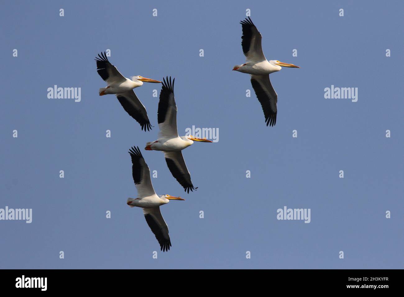 Pélican blanc américain, lac dans le Wisconsin Banque D'Images