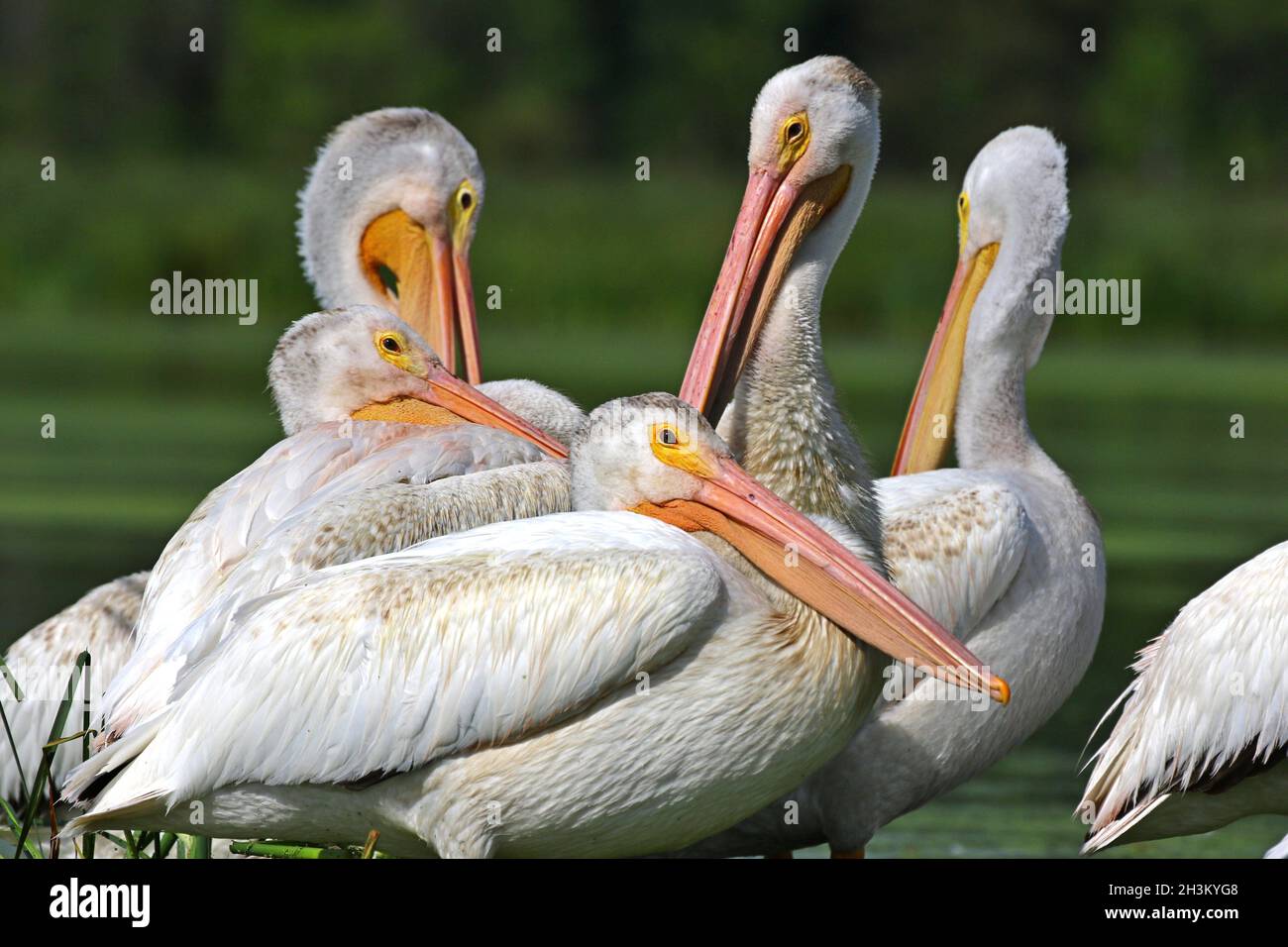 Pélican blanc américain, lac dans le Wisconsin Banque D'Images
