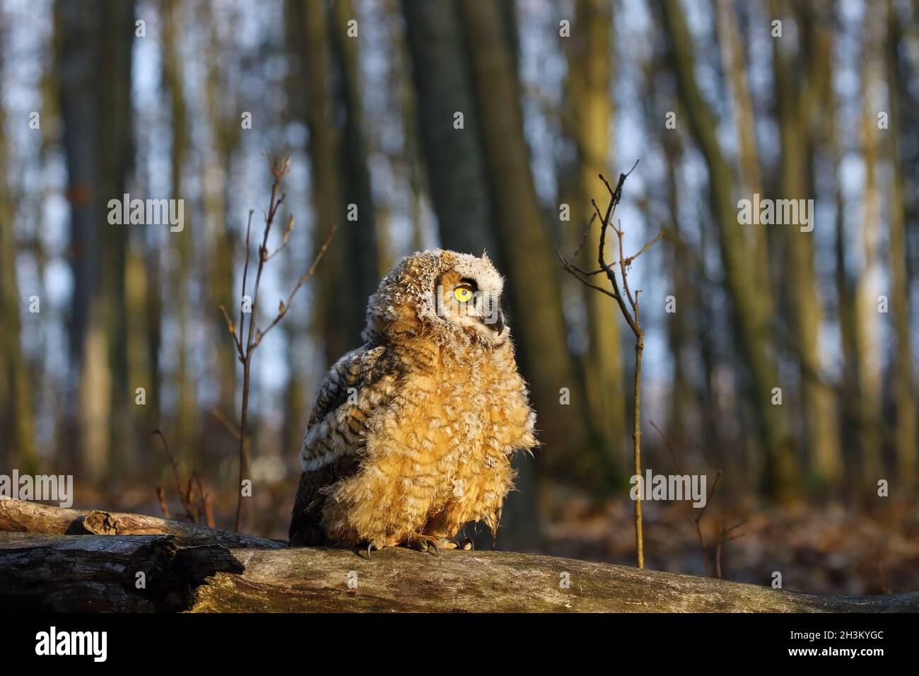 Grand hibou de hornet (Bubo virginianus) Banque D'Images
