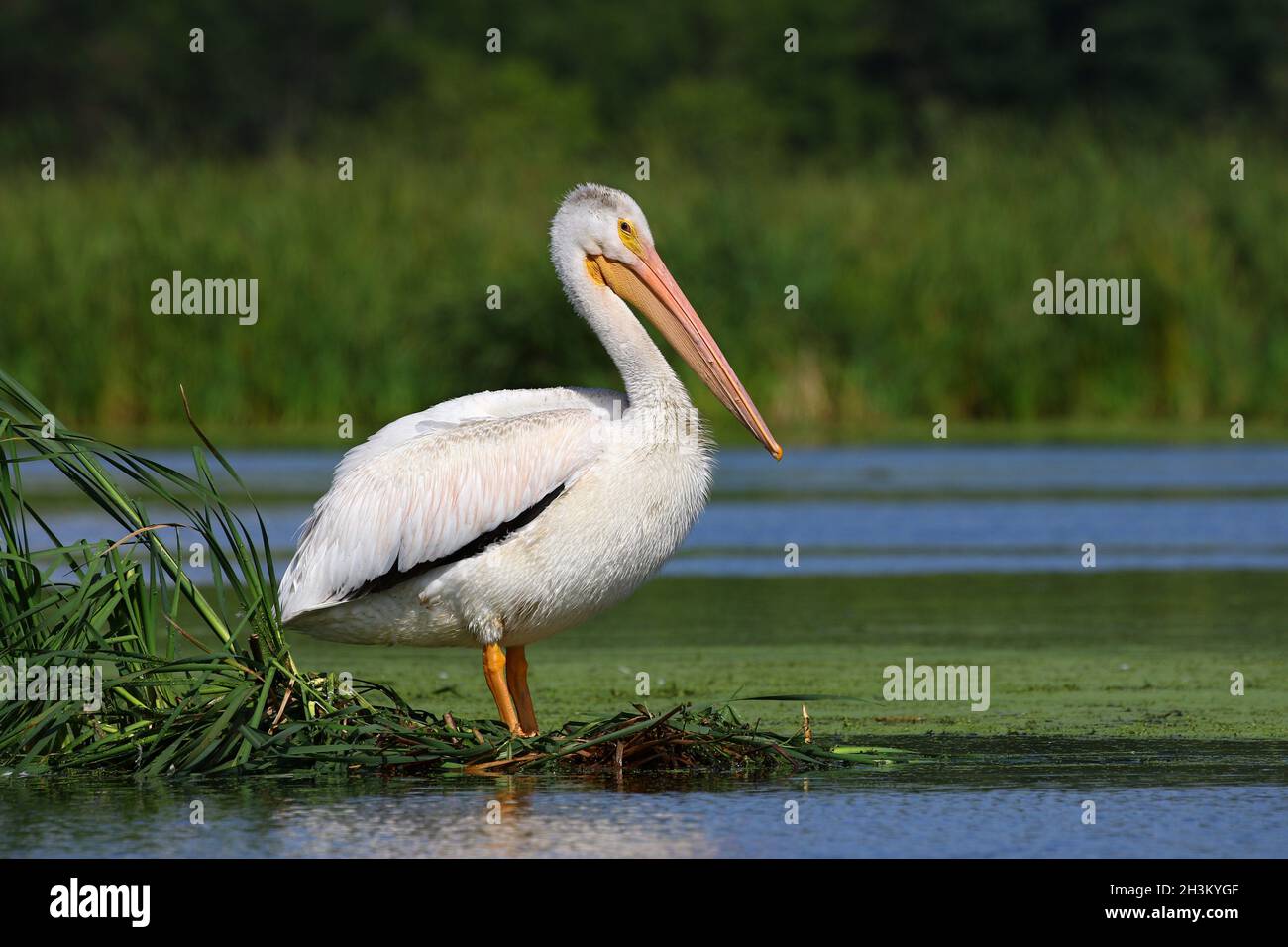 Pélican blanc américain, lac dans le Wisconsin Banque D'Images