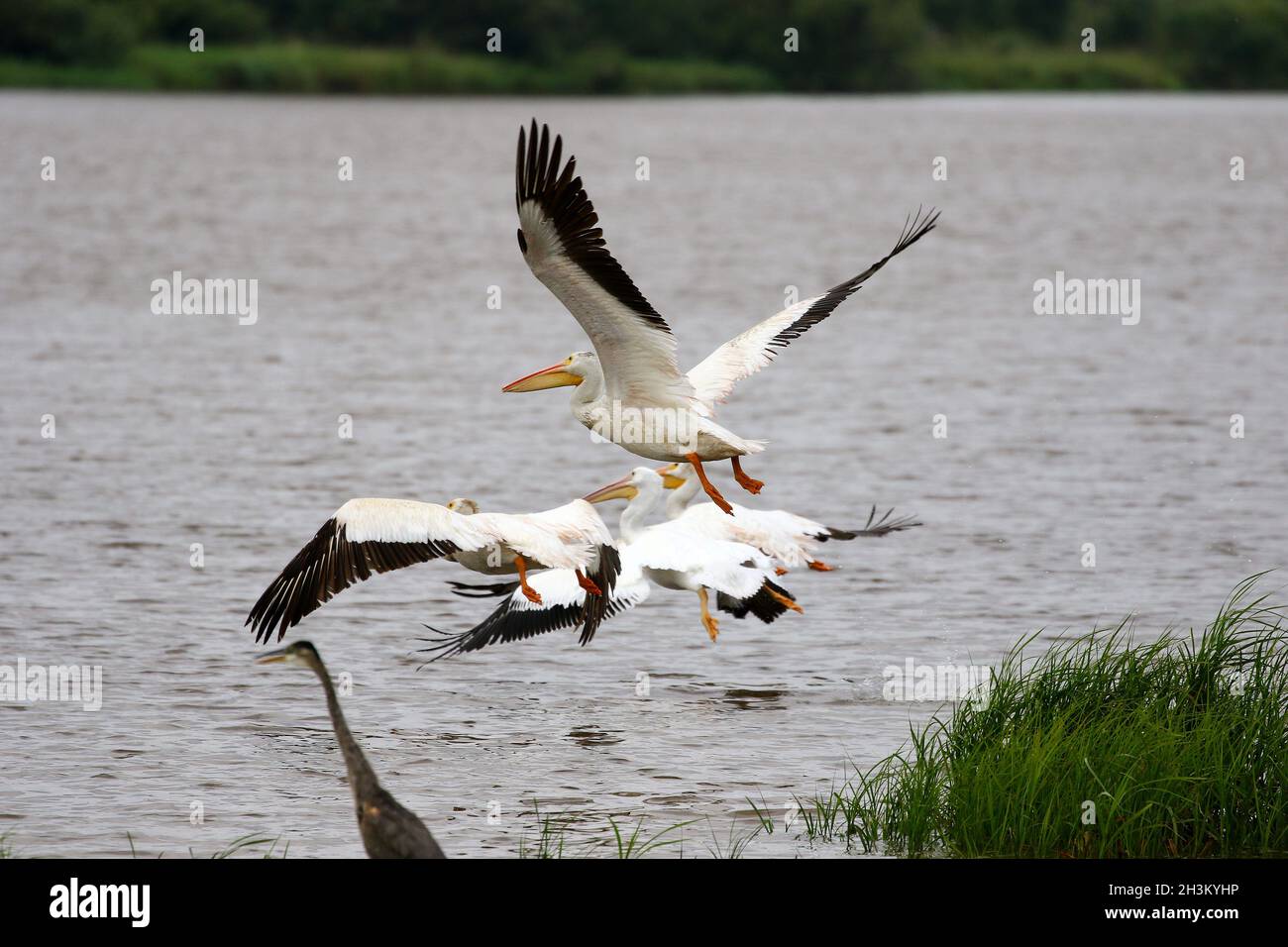 Pélican blanc américain, lac dans le Wisconsin Banque D'Images