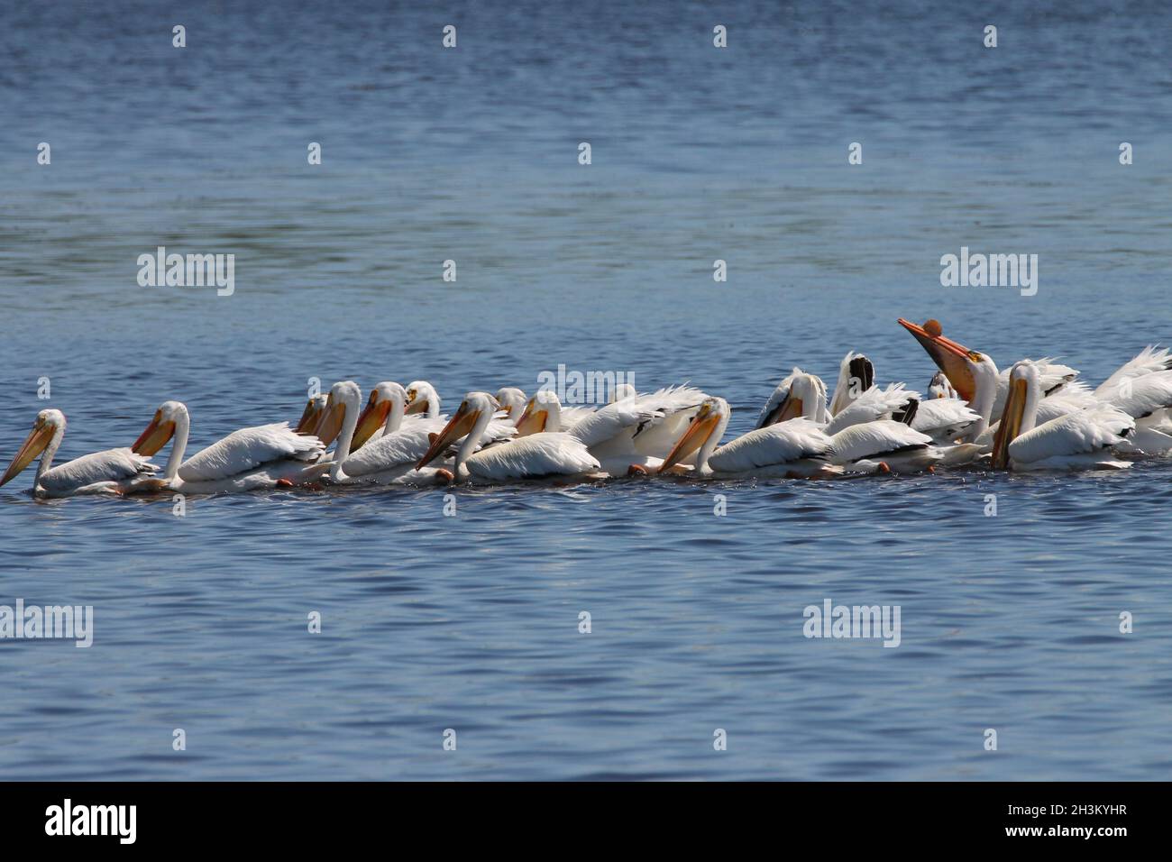 Pélican blanc américain, lac dans le Wisconsin Banque D'Images