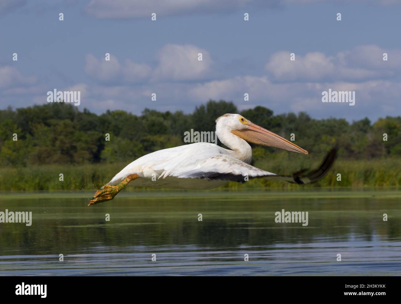 Pélican blanc américain, lac dans le Wisconsin Banque D'Images