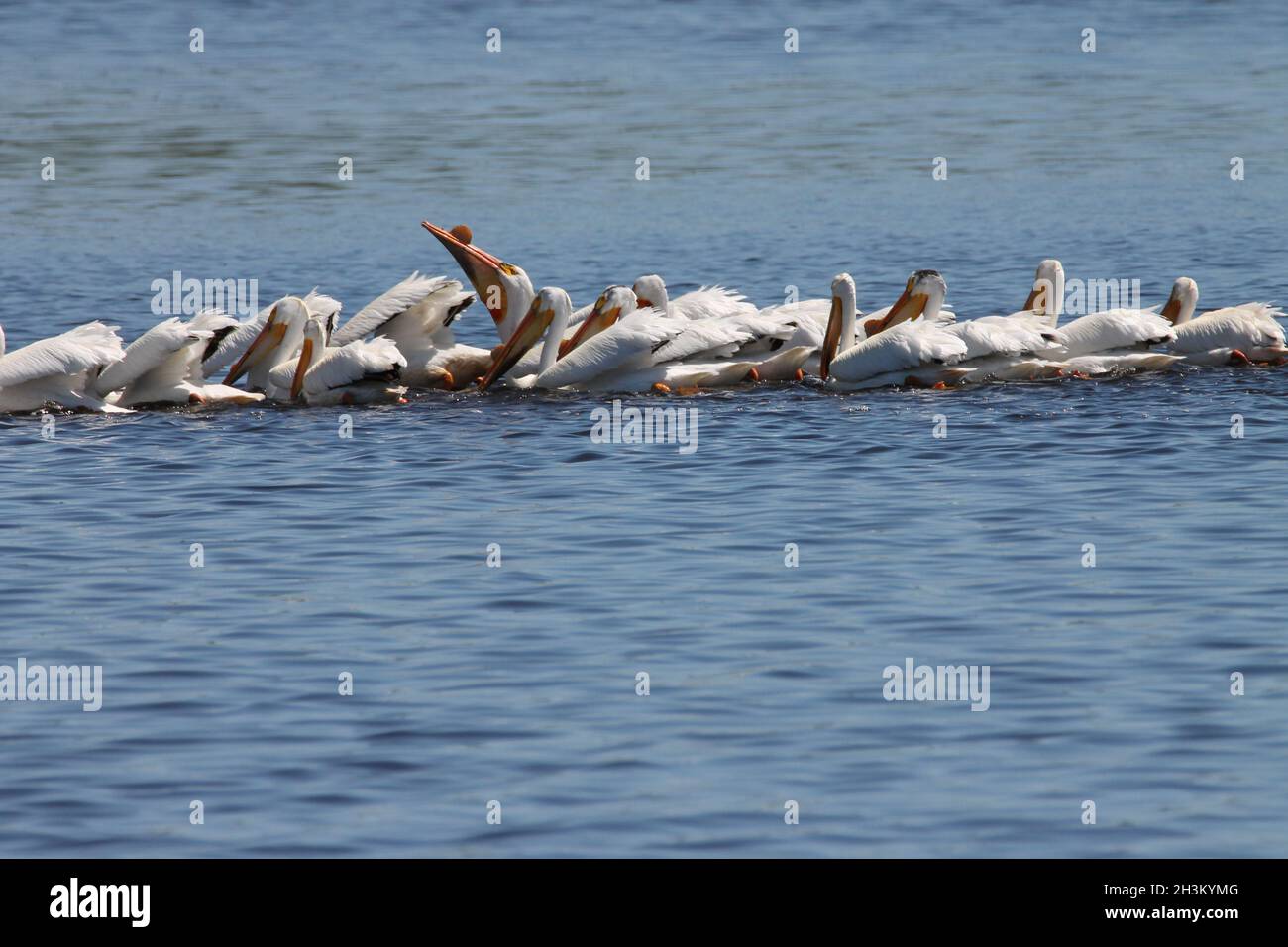 Pélican blanc américain, lac dans le Wisconsin Banque D'Images