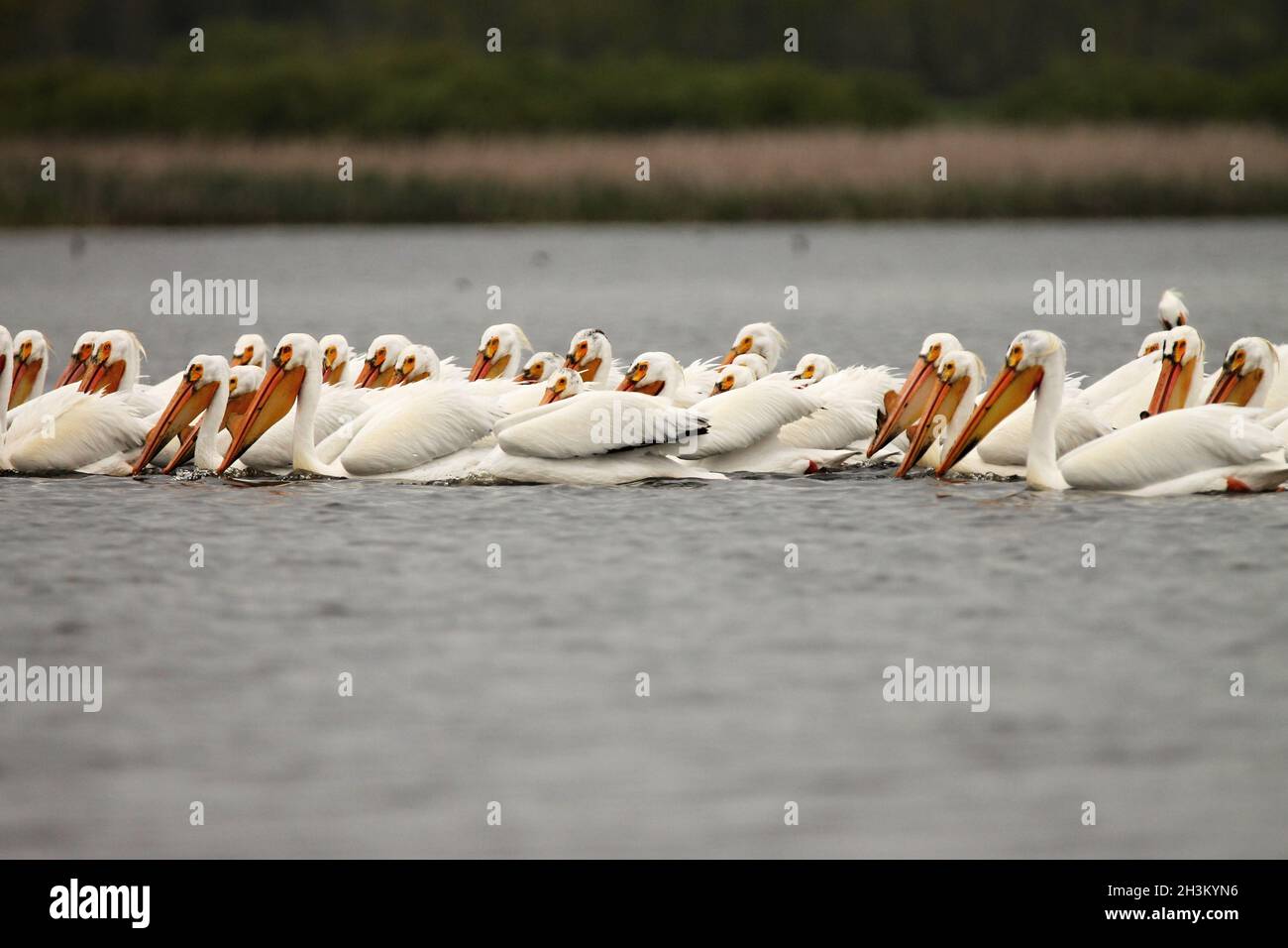 Pélican blanc américain, lac dans le Wisconsin Banque D'Images