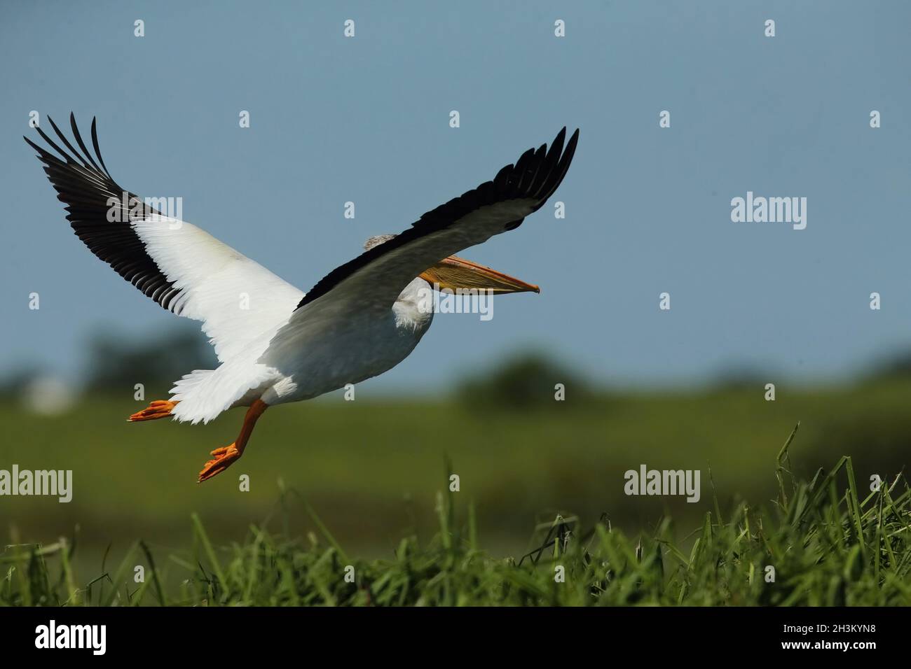 Pélican blanc américain, lac dans le Wisconsin Banque D'Images