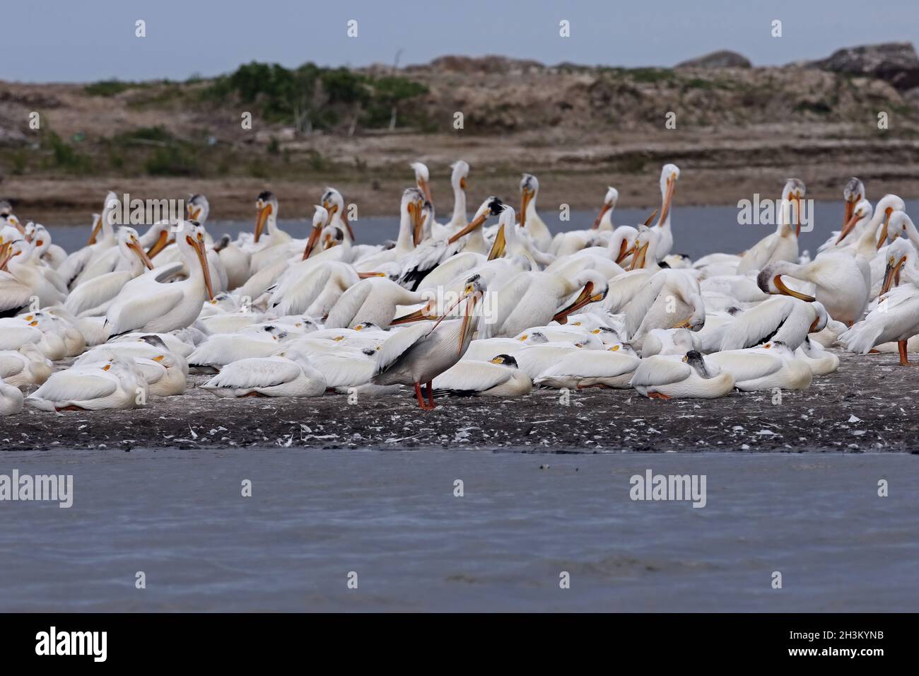 Pélican blanc américain, lac dans le Wisconsin Banque D'Images