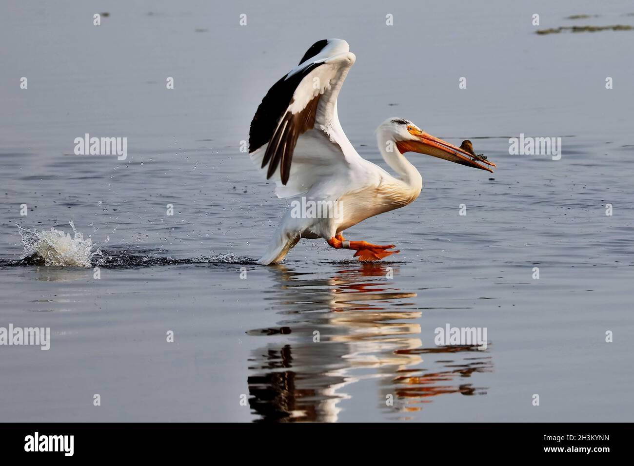 Pélican blanc américain, lac dans le Wisconsin Banque D'Images