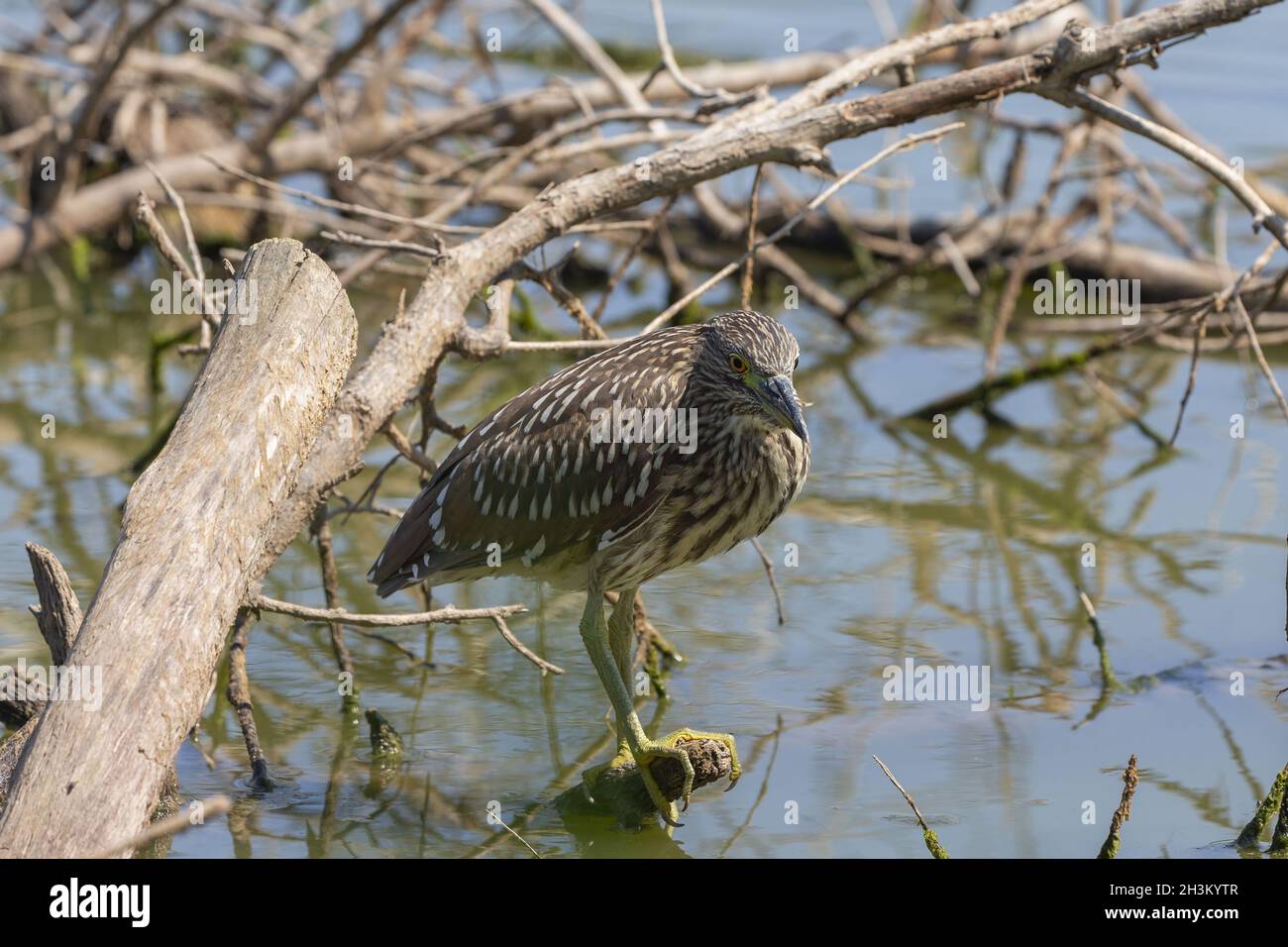 Héron juvénile de nuit à couronne noire (Nycticorax nycticorax) à la recherche de nourriture. Banque D'Images