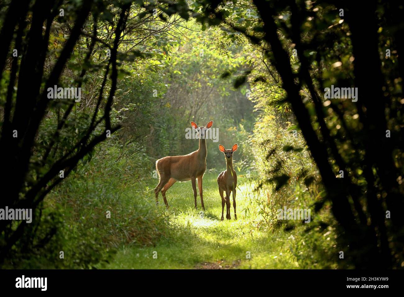 Cerf de Virginie (Odocoileus virginianus), cerf de Virginie - fauve Banque D'Images
