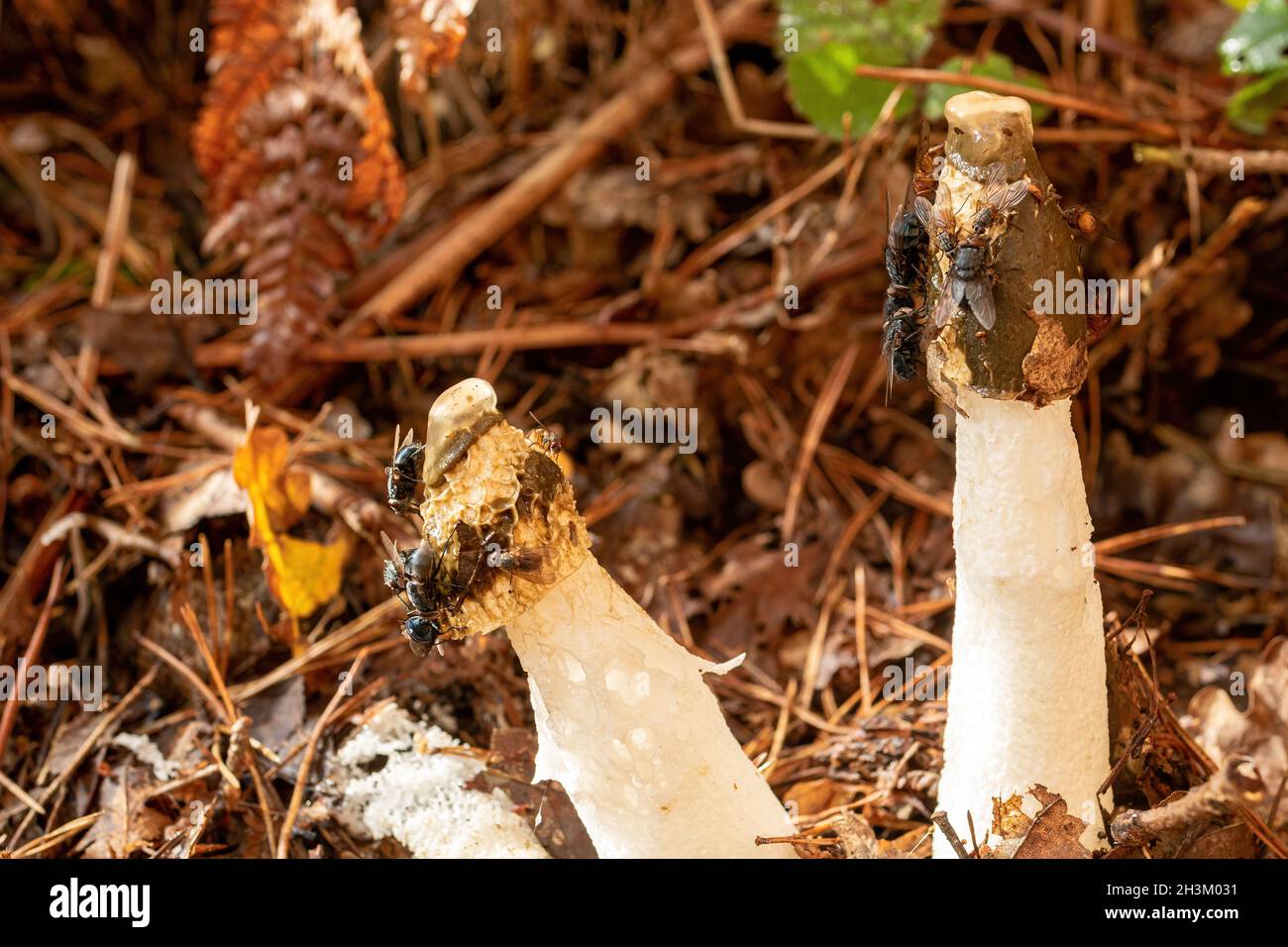 Champignon commun de la corne de rose (Phallus impudicus) avec beaucoup de mouches se nourrissant dessus attirées par l'odeur férule, Royaume-Uni forêt pendant l'automne. Banque D'Images