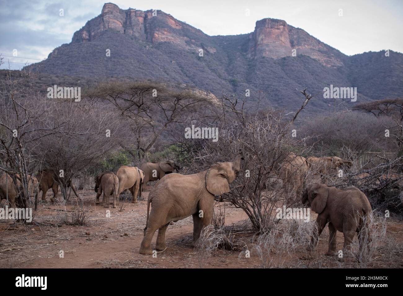 Un troupeau de jeunes éléphants sauvés au refuge d'éléphants de Reteti le 18 août 2021 à Samburu, Kenya. Banque D'Images