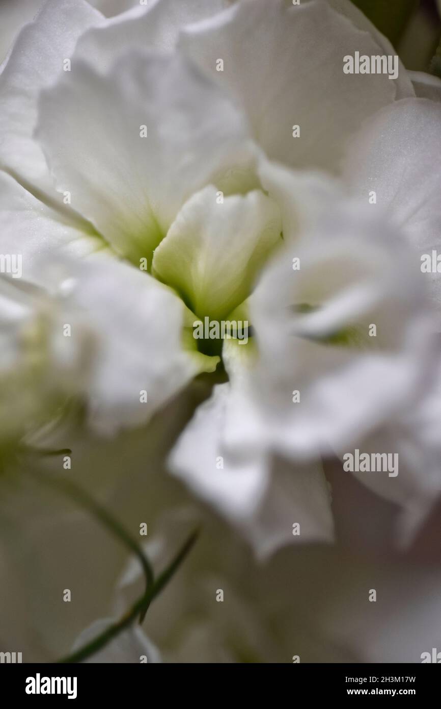 fleurs blanches Banque D'Images