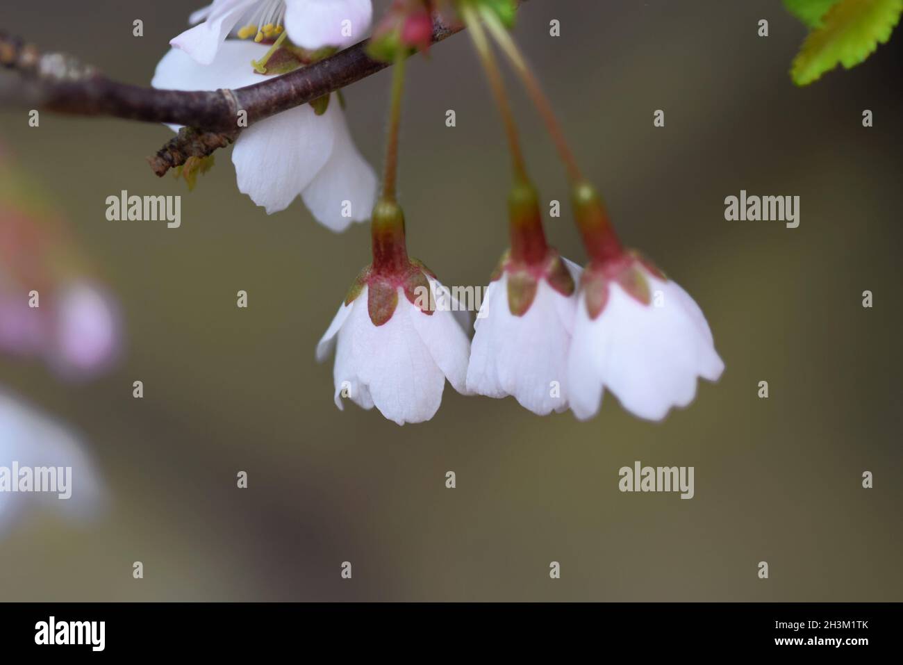 prunus incisa kojo-no-mai floraison Banque D'Images