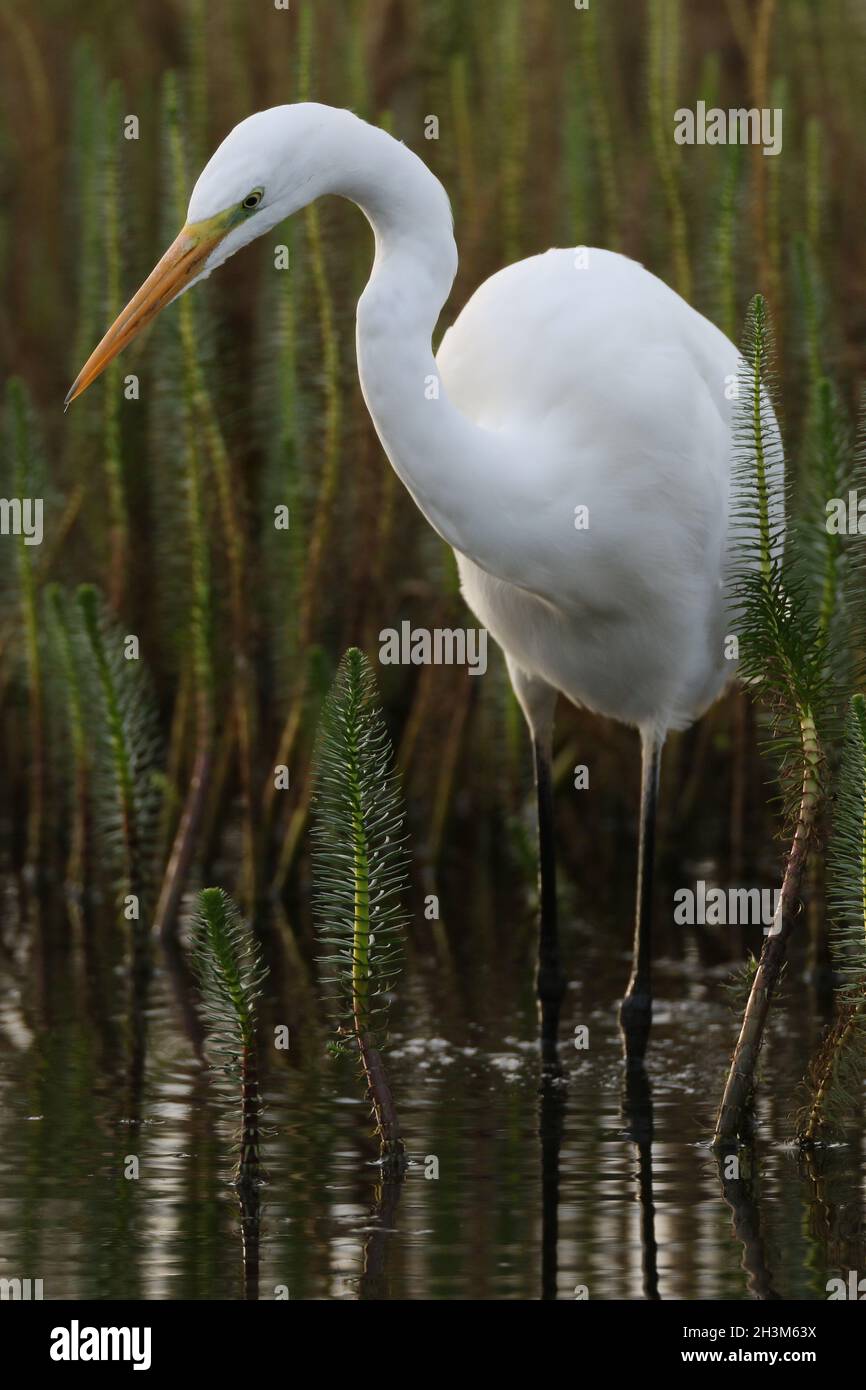 une grande aigrette blanche avec un bec jaune montrant un individu immature ou plumage d'hiver Banque D'Images