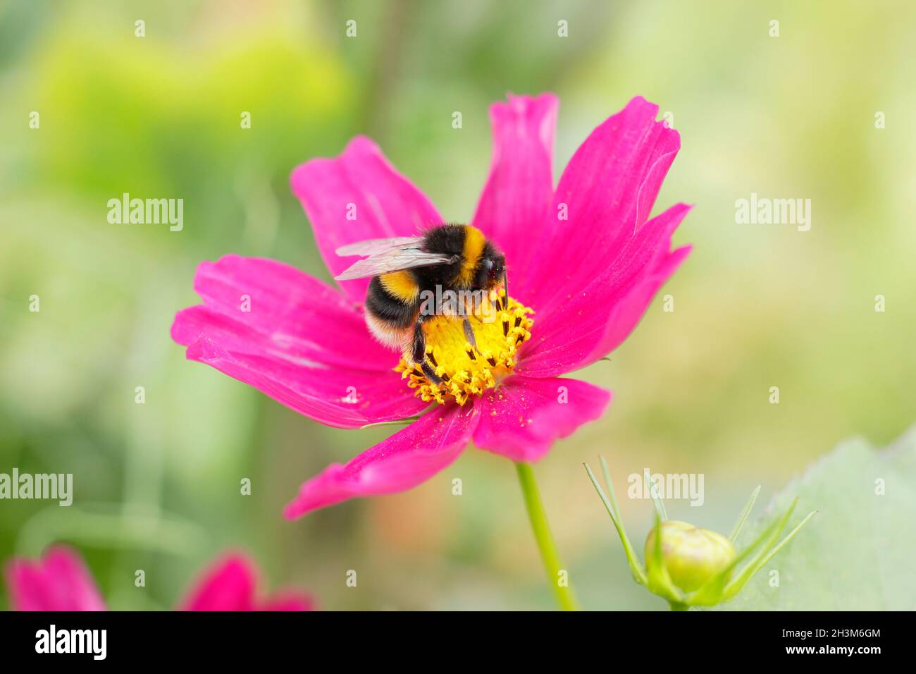 Abeille Bumble collectant le nectar et le pollen sur une fleur cosmos.Bombos sur Cosmos bipinnatus 'Candy Stripe', Banque D'Images