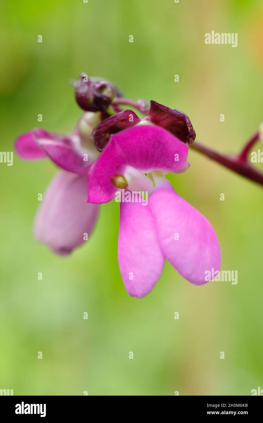 Fleurs de haricots.Fleurs et gousses en développement de Phaseolus vulgaris 'Violet poded' grimpant le haricot français dans un jardin de cuisine britannique. Banque D'Images