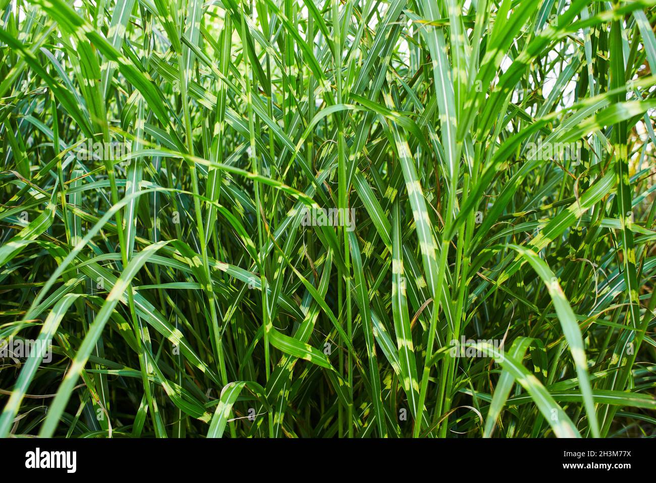 Jardin décoratif en été.Fragment d'une herbe d'une haute céréale d'un miscanthus zebrinus. Banque D'Images