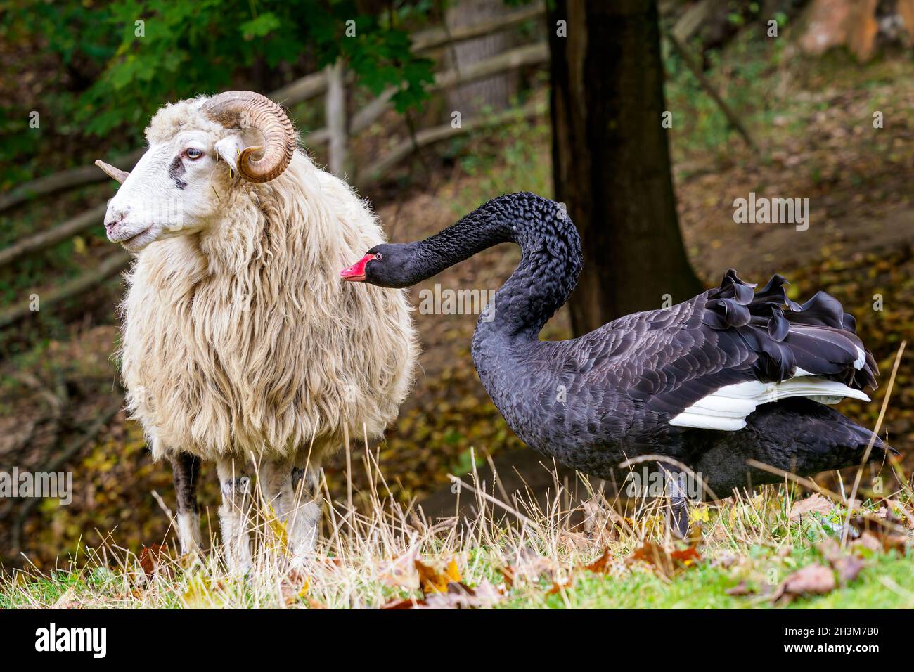 Le cygne noir attaque le mouton de valašsko Banque D'Images