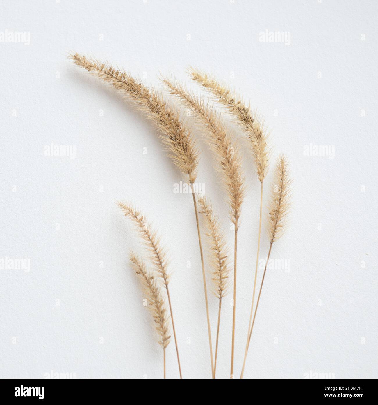 Composition florale botanique avec herbes sur table blanche texturée. Banque D'Images