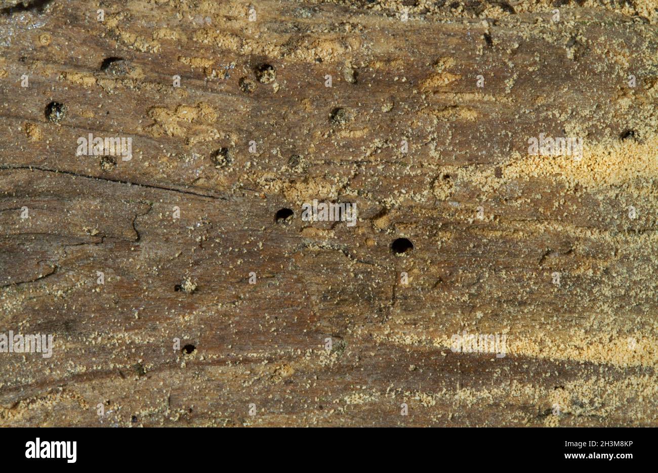 Gros plan du bois infesté de vers du bois Banque D'Images
