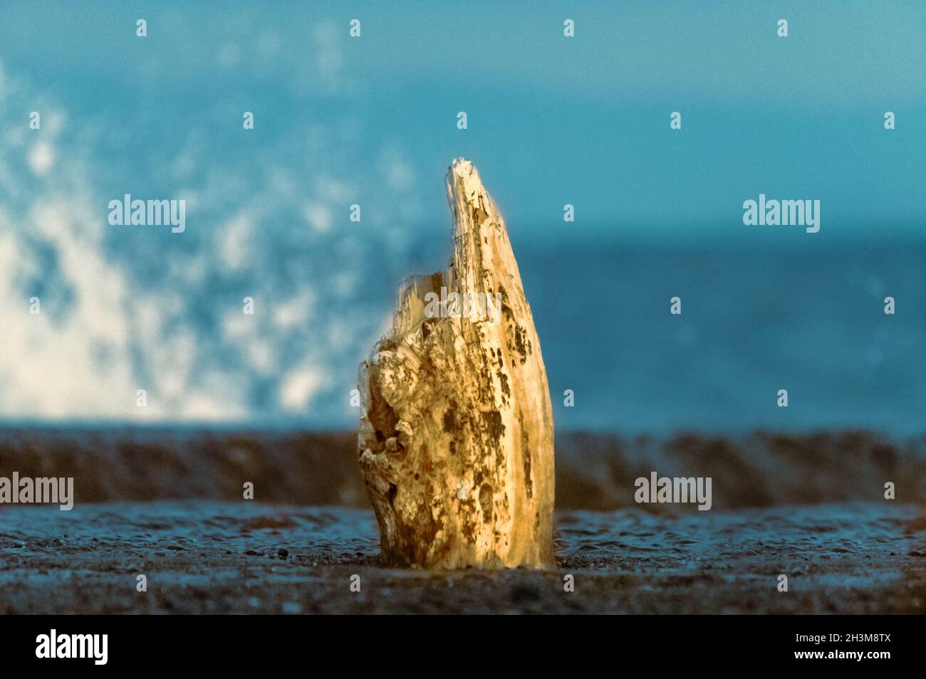 Peut-être que cette souche faisait autrefois partie d'une clôture pour assurer la sécurité des gens de plage, ou peut-être qu'elle tenait un panneau pour garder les gens à l'écart.Intégré dans un bloc de béton sur un brise-lames japonais. Banque D'Images