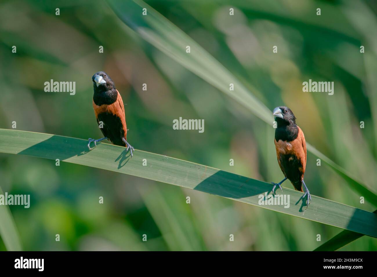 Photos d'oiseaux en gros plan Banque D'Images