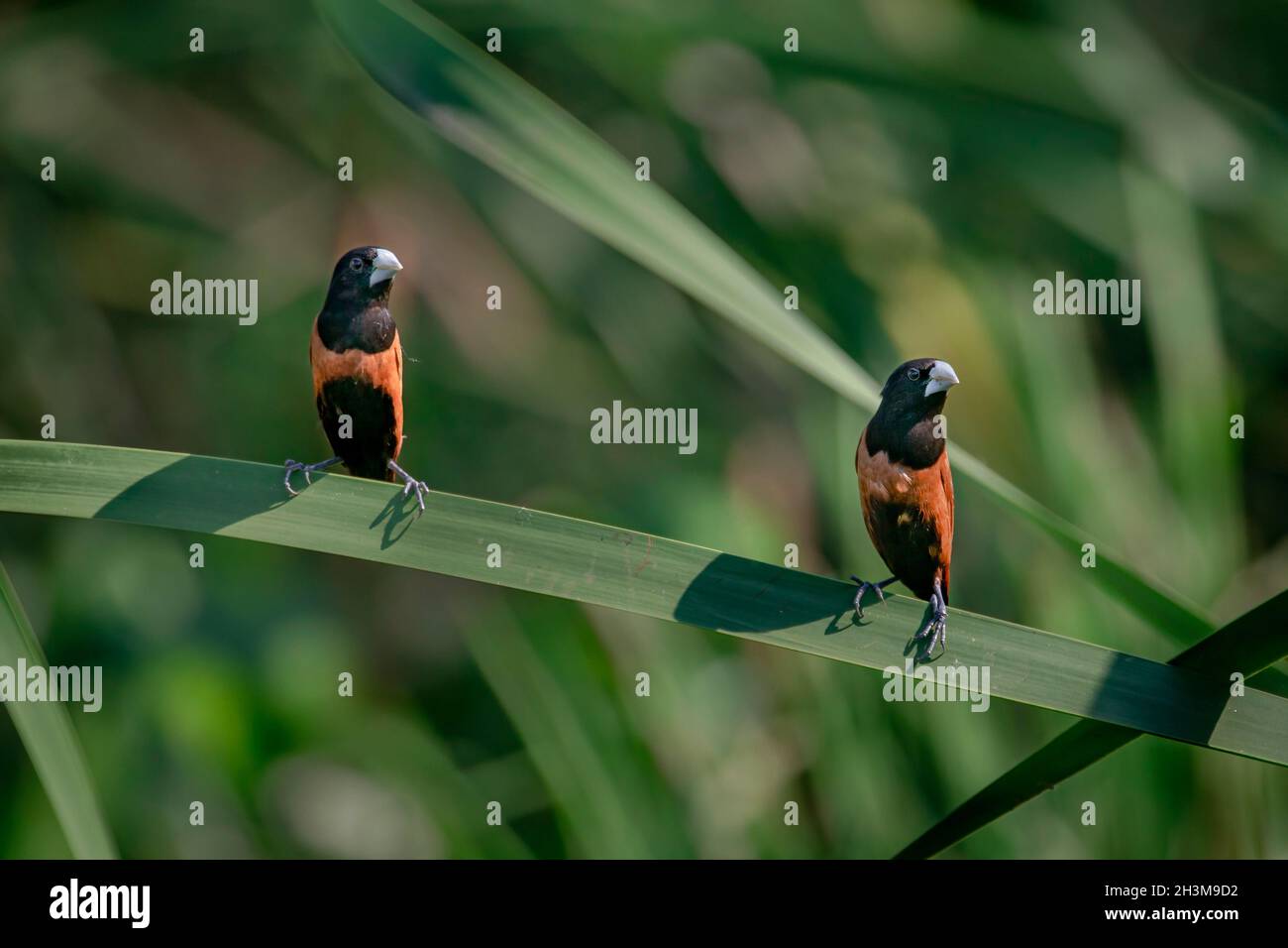 Photos d'oiseaux en gros plan Banque D'Images