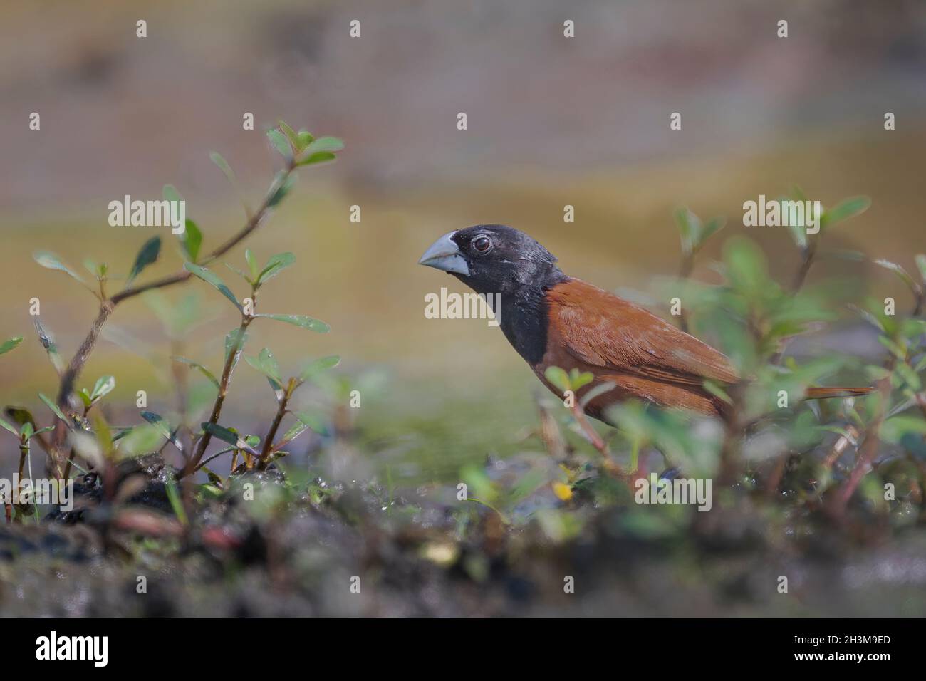 Photos d'oiseaux en gros plan Banque D'Images
