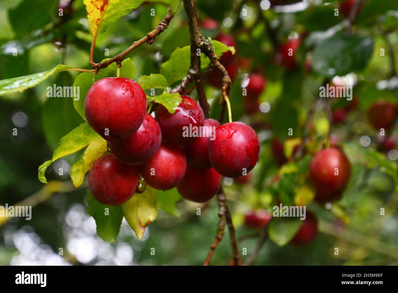 Petites prunes sur un arbre dans la réserve naturelle de Foxburrow Farm, près de Woodbridge, Suffolk, Royaume-Uni Banque D'Images