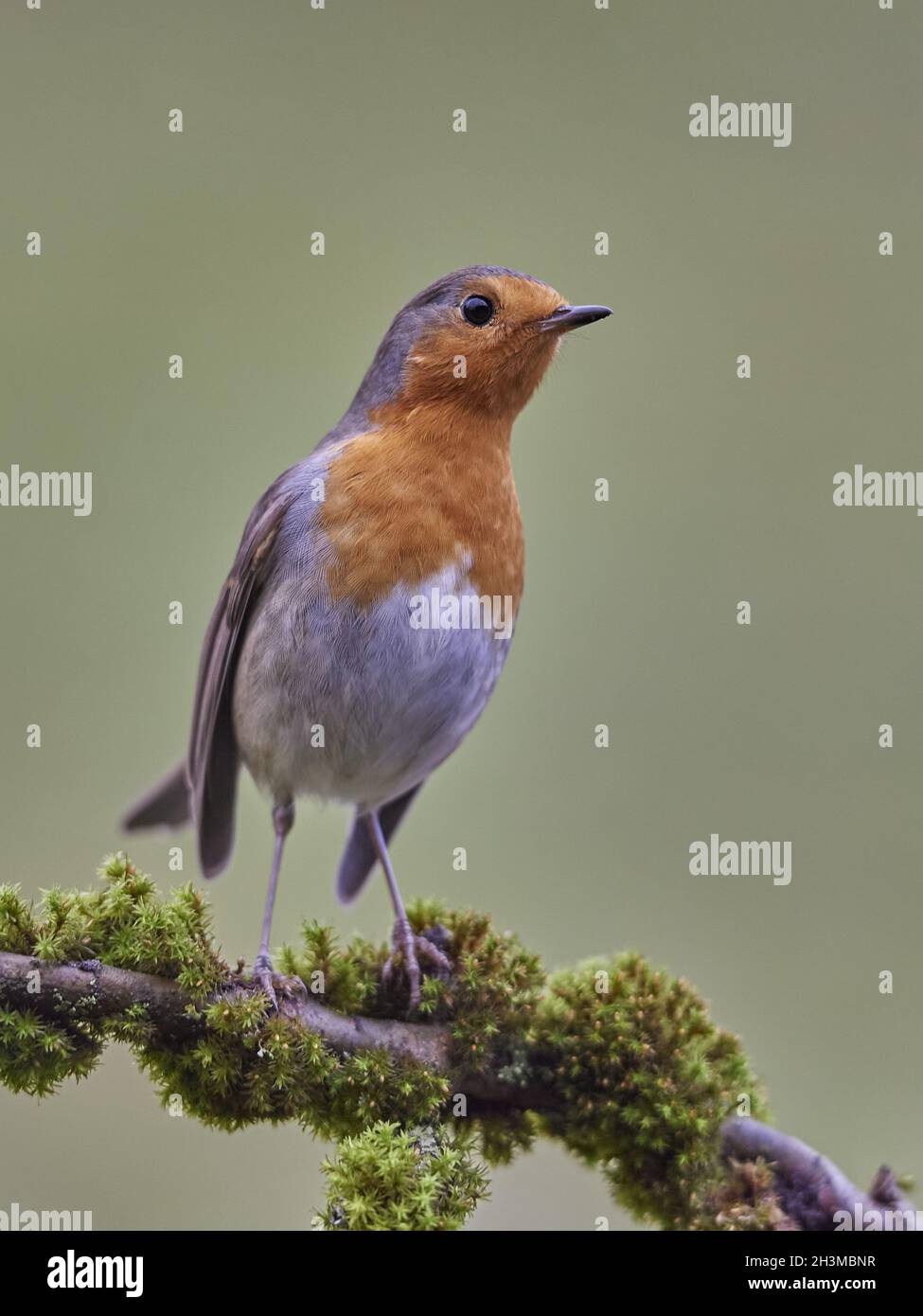 Robin Banque D'Images