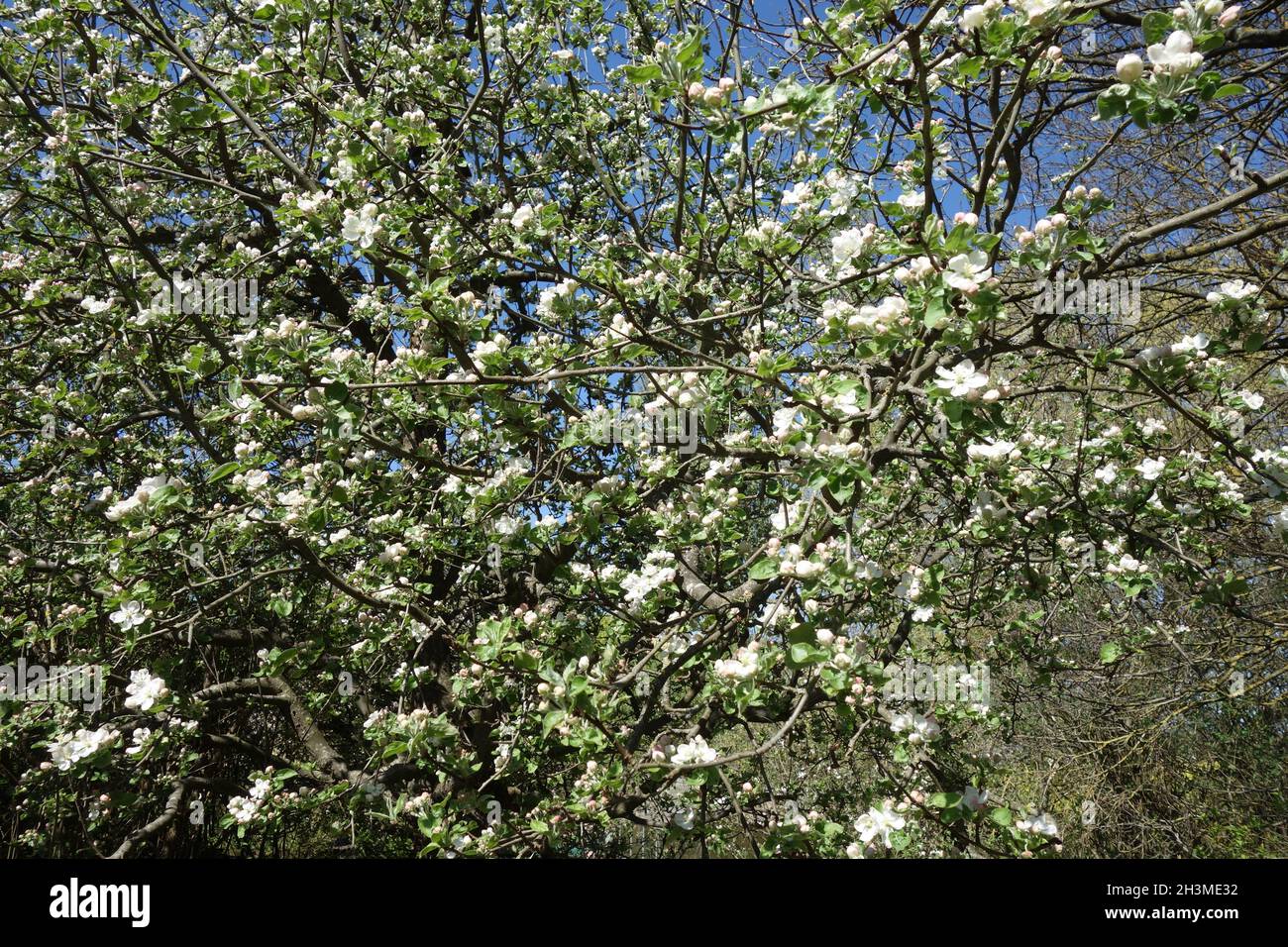 Malus domestica Ontario, Apple Banque D'Images