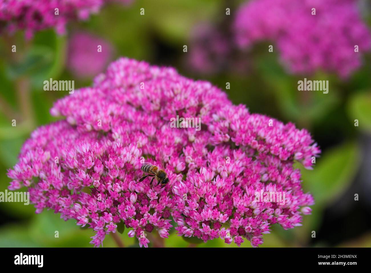 Stonecrop sedum flower Banque D'Images