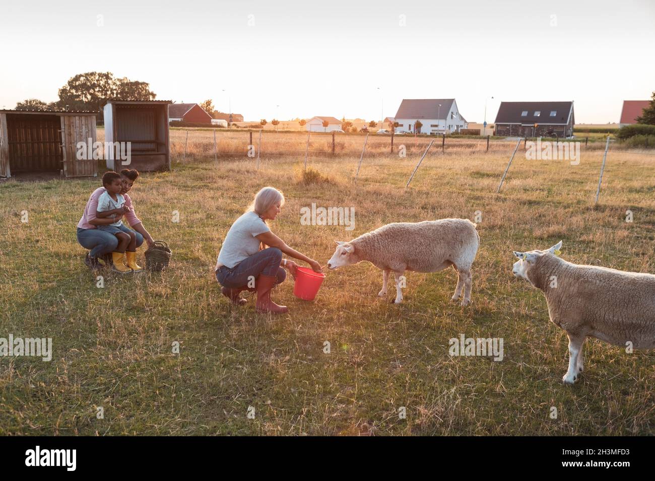 Fille et petit-fils regardant une femme âgée qui allaite des moutons sur le terrain Banque D'Images