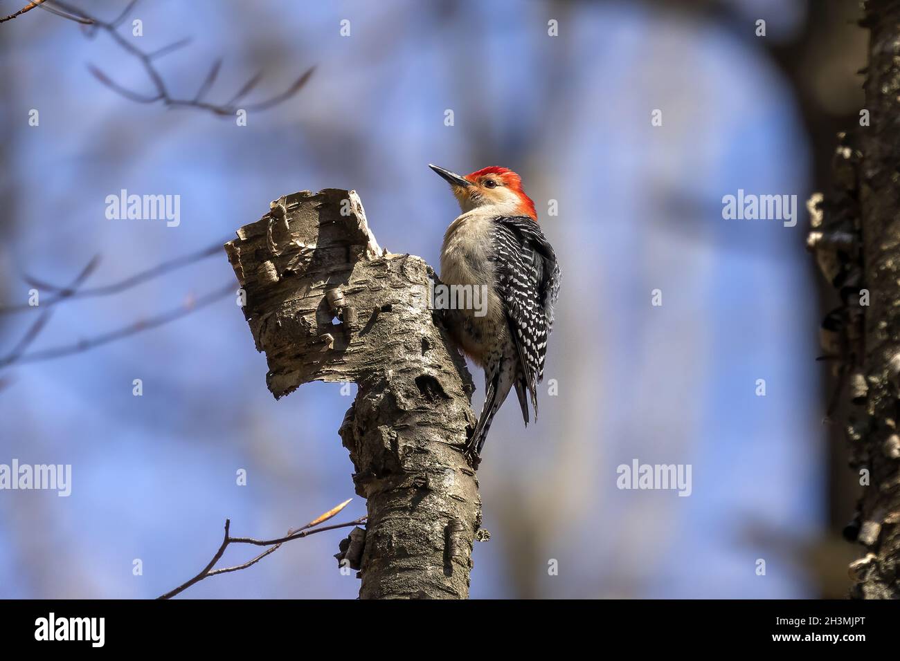 Pic à ventre rouge. Scène naturelle du Wisconsin. Banque D'Images