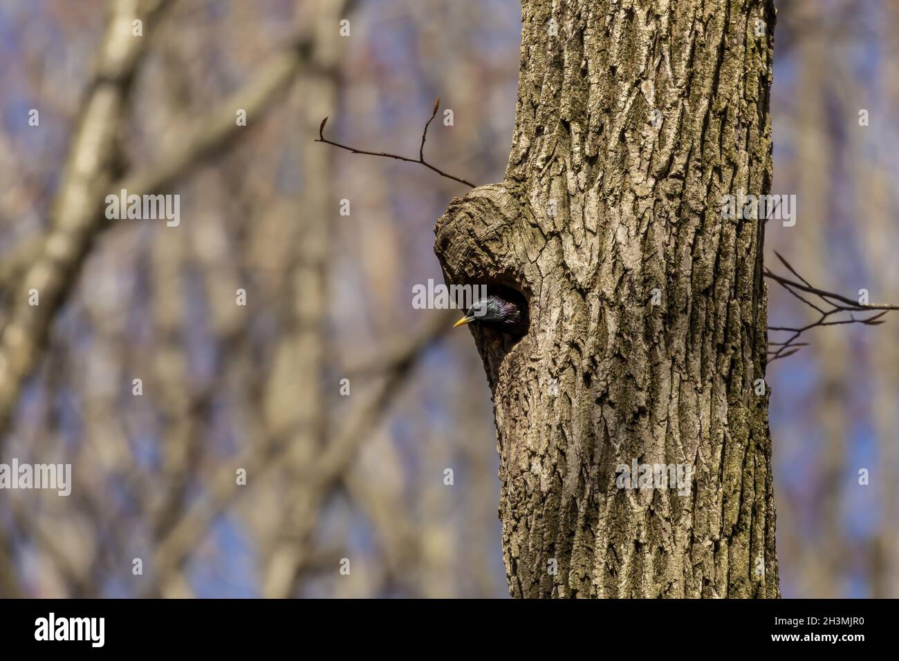 Oiseau. Chaque printemps, des éstarlings européens nichent dans les arbres des parcs de la ville du Wisconsin Banque D'Images