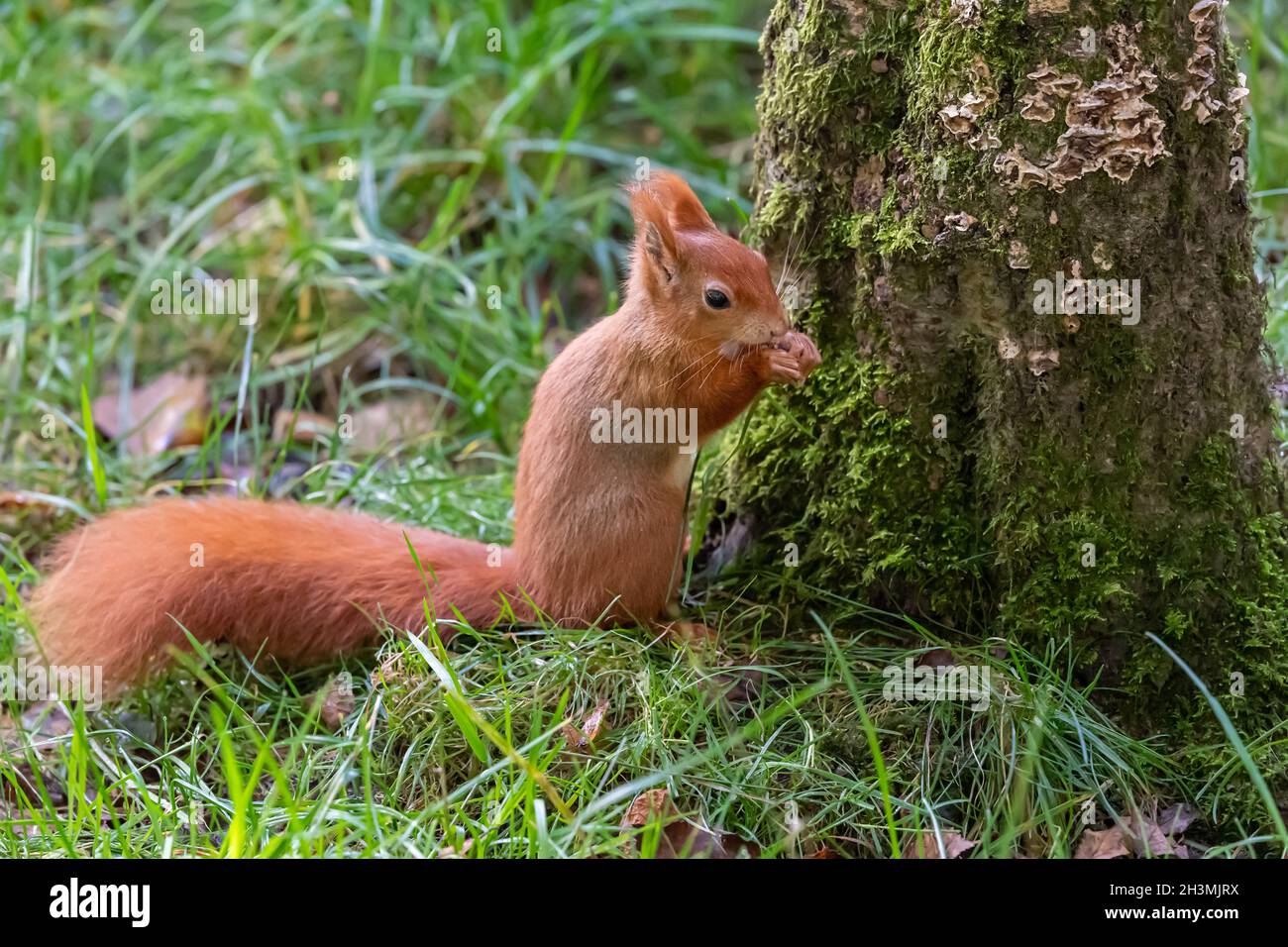 Un jeune écureuil roux par une souche d'arbre couverte de mousse au British Wildlife Centre de Surrey, en Angleterre Banque D'Images