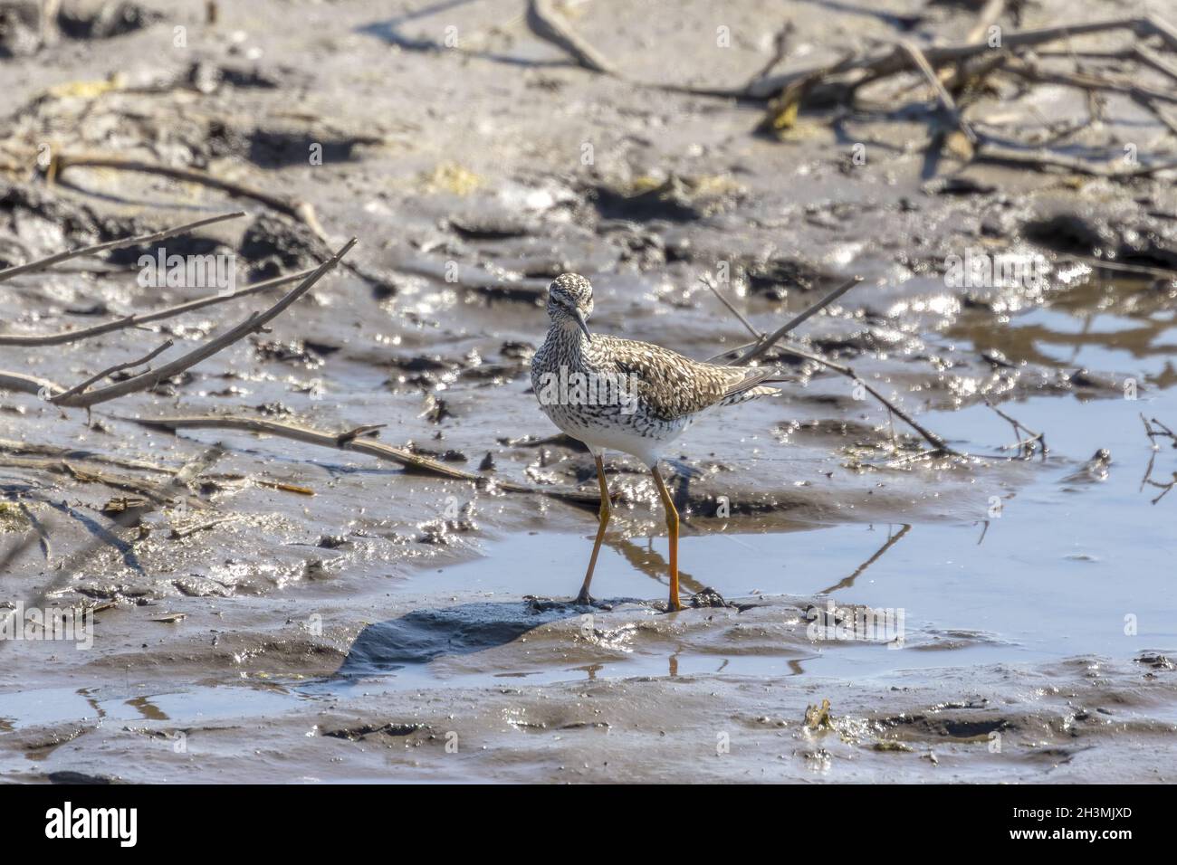 Les plus petits jaunâtres (Tringa flavipes) dans la zone de conservation naturelle. Banque D'Images