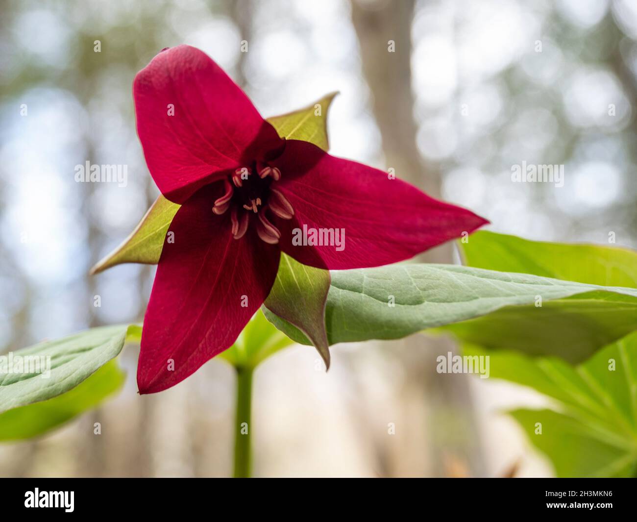 Trillium rouge en pleine floraison dans la forêt : une seule floraison d'un trillium rouge hochant la tête contre la canopée hors foyer de la forêt ci-dessus. Banque D'Images