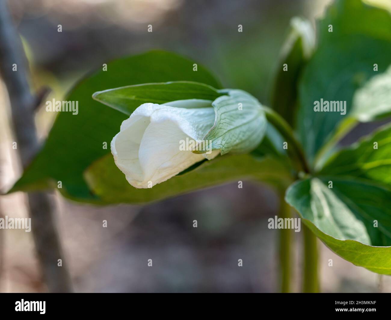 Bourgeon de fleurs Trillium blanc : un bourgeon de fleurs trillium blanc brillant sur le point de s'ouvrir au soleil de printemps sur le fond de la forêt. Banque D'Images